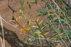 Dendrobium nutans